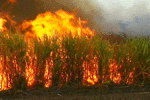 burning sugar cane field