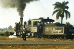 Maltiempo: full steam, palm tree and Cuban worker